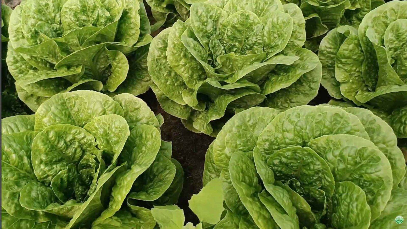 salata-rzymska-gotowa-do-zbioru-9-21-innowacyjne-odmiany