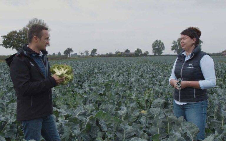 Warzywne rozgrywki #9 Brokuł vs Kalafior