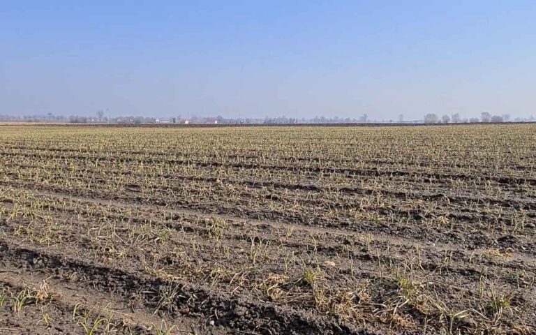 Uprawa warzyw odc. 1 Czy to czas na azot? – CEBULA zimująca w gruncie
