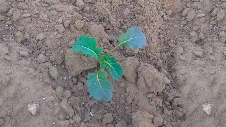 Biologicznie w warzywnictwie – brokuł – kontrola plantacji