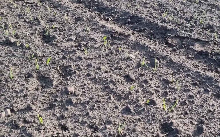 CEBULA Z DYMKI po przymrozkach odc. 2 – Ekspert radzi