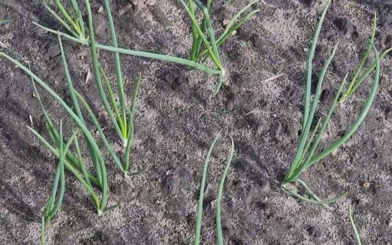 CEBULA Z DYMKI – pomimo chłodów cebula rośnie dość dobrze 24.05.2021