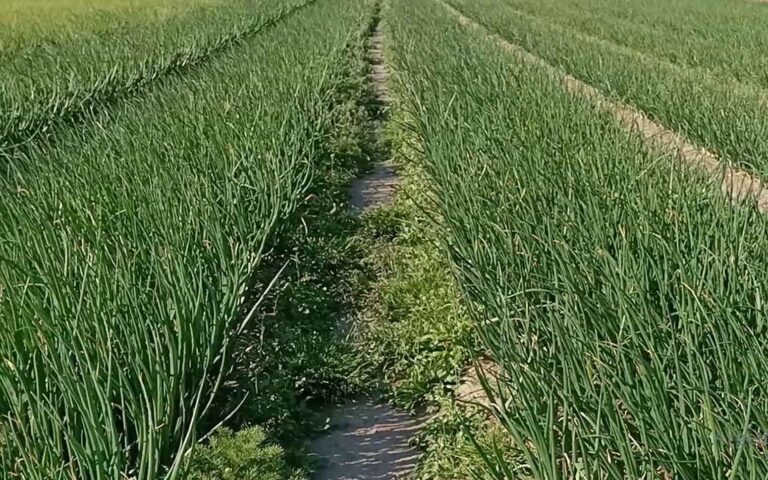 Cebula zimująca OR 5841, Piotrków Trybunalski