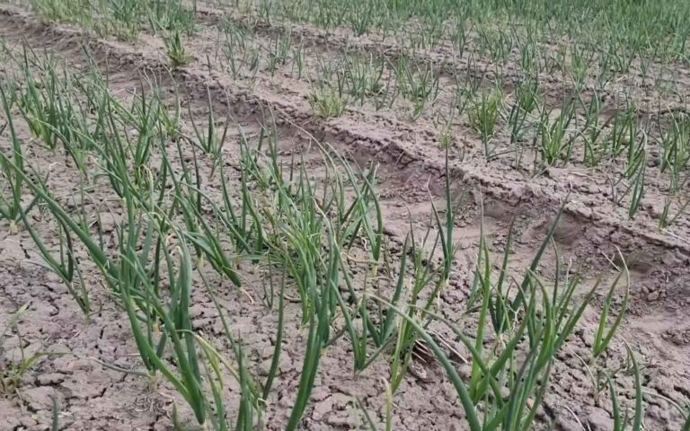 ? Ekspert radzi odc. 5 – CEBULA zimująca w gruncie – 06.05.2021