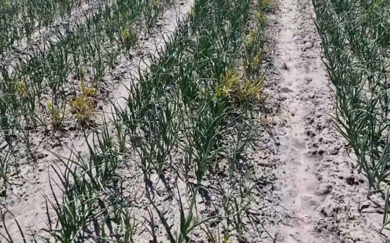 ? Ekspert radzi odc. 7 – CEBULA zimująca w gruncie – 13.05.2021