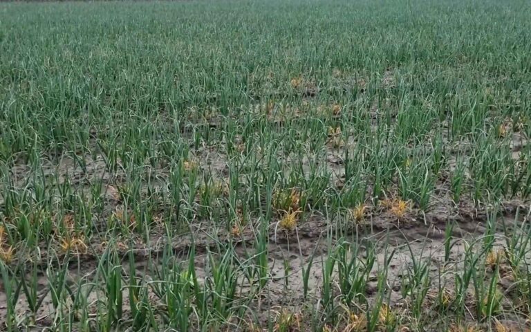 ? Ekspert radzi odc. 8 – CEBULA zimująca w gruncie – 20.05.2021
