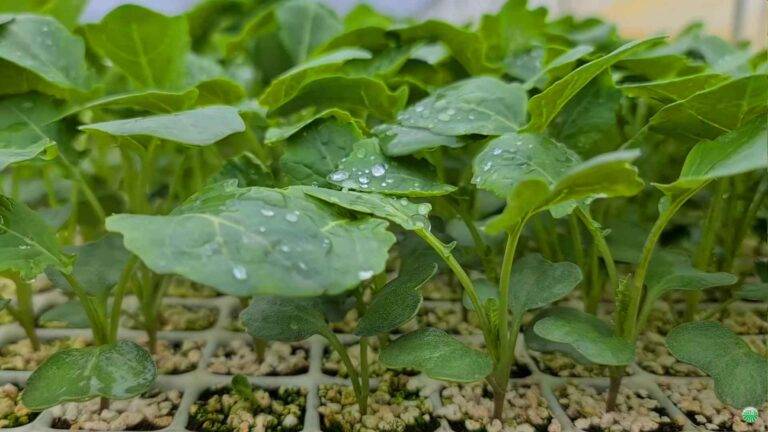 Hartowanie rozsady i przygotowanie do sadzenia – Produkcja rozsady u pana Zbyszka odc. 3