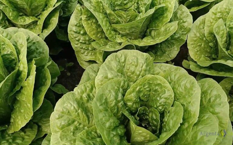 midi-cos-lr-4788-argenta-seeds