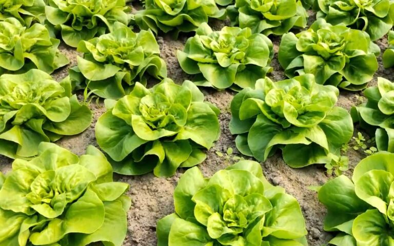 jaka-salata-szybko-rosnie-salata-lr-4836-mistrz-szybkosci