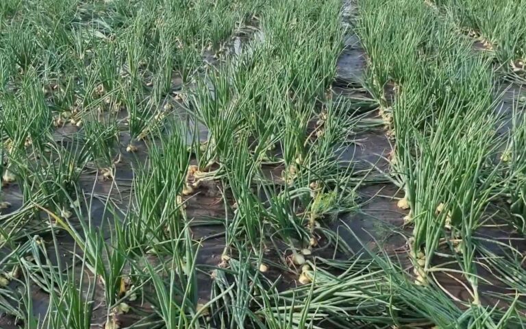 CEBULA Z DYMKI – deszcz zalał plantację ?️? 12.07.2021