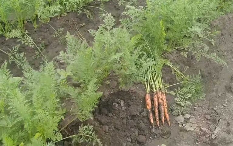 Co pomaga marchwi w przyroście na grubość?