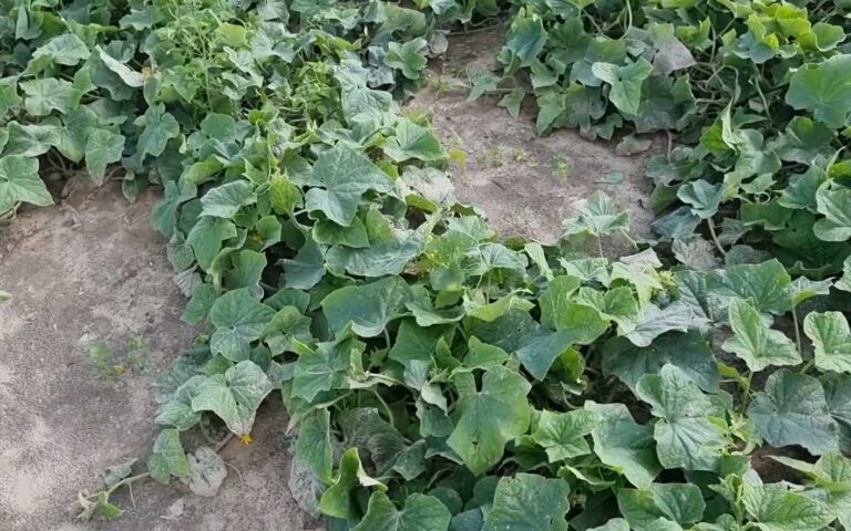 Ogórek gruntowy – Dylematy na plantacji dla przetwórstwa – Ekspert radzi