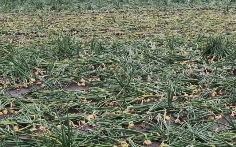 CEBULA Z DYMKI – cebula wymięka, a deszcze opóźniają wykopywanie