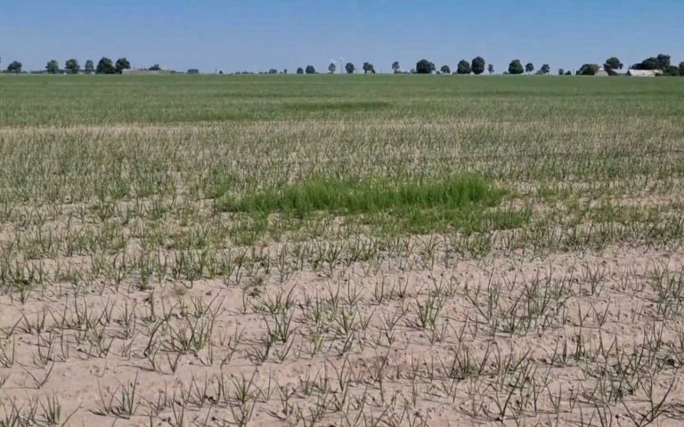CEBULA Z DYMKI – pojawiło się stemphylium, i pojawił się wciornastek 28.06.2021