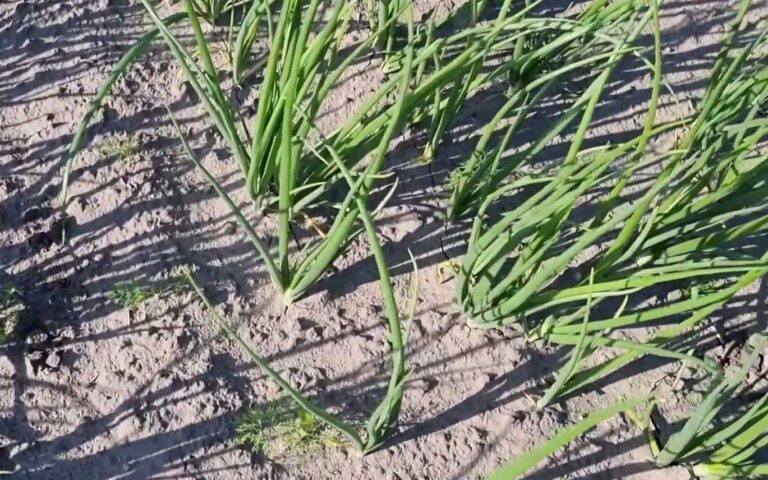 CEBULA Z DYMKI – rośnie dość dobrze 07.06.2021