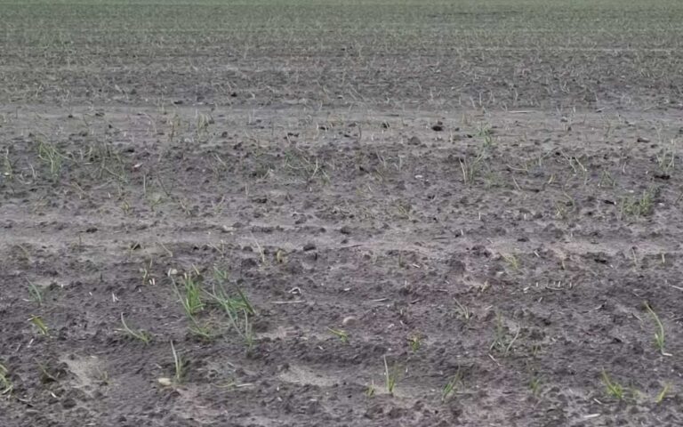 CEBULA Z DYMKI rośnie w niesprzyjających warunkach odc. 3 – Ekspert radzi