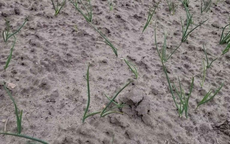 CEBULA Z DYMKI – zabieg stymulacji wzrostu 17.05.2021