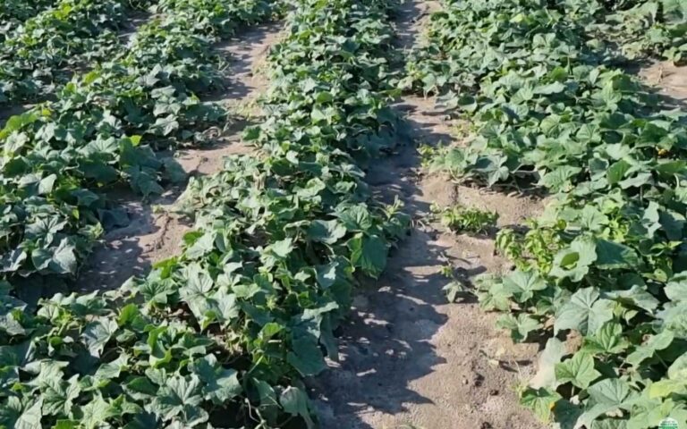Ogórek gruntowy – ochrona i nawożenie w czasie zbiorów – Ekspert radzi