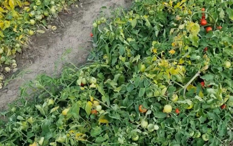 Pomidor gruntowy – Wybarwianie owoców trwa – Piotr Borczyński