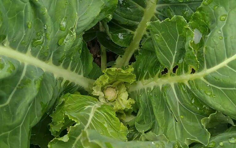 Uprawa Warzyw odc. 6 – Kalafior – aminokwasy NUTRIGREEN