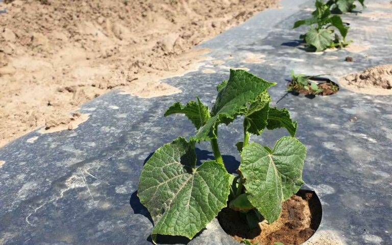 Uprawa Warzyw – Ogórek wygląda lepiej, właściwa barwa. Odżywiamy azotem organicznym.