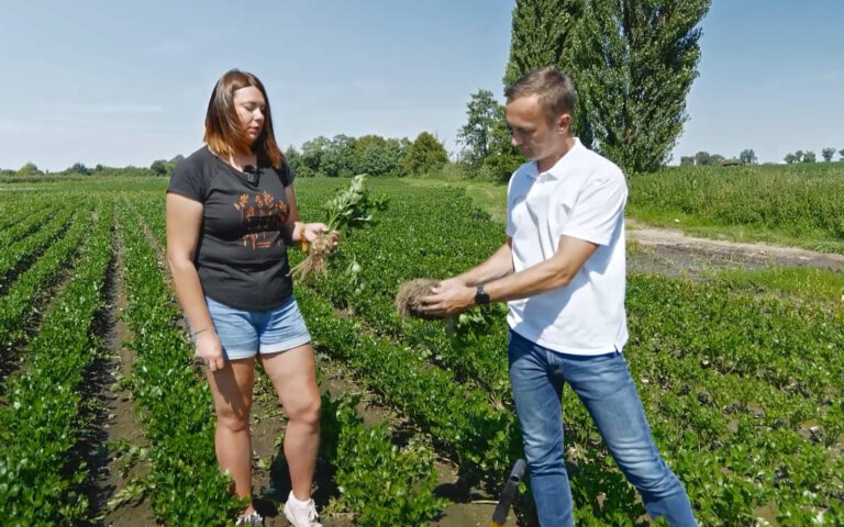 Warzywa korzeniowe, walczymy o jakość! – Warzywne Rozgrywki – zabiegi, seler.