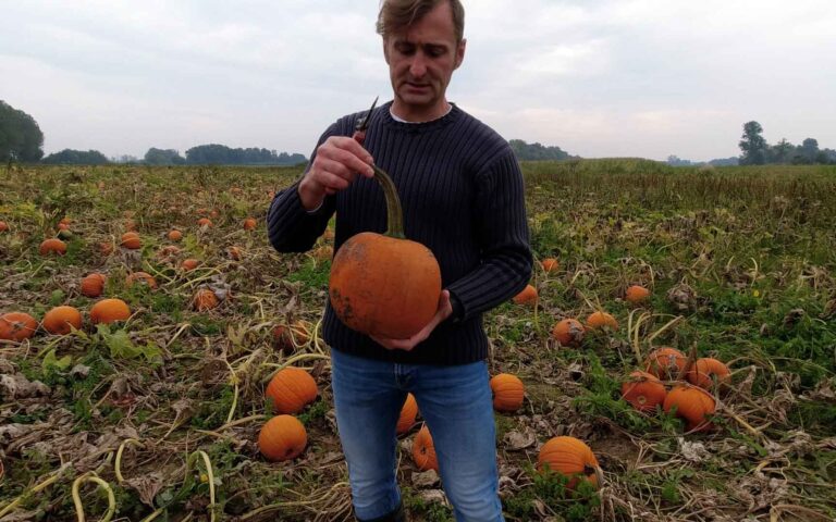 Dynia Racer Premium Halloween już gotowa na świętowanie