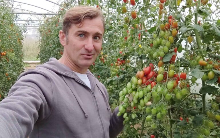 Testujemy odmiany pomidorków koktajlowych z Argenta Seeds