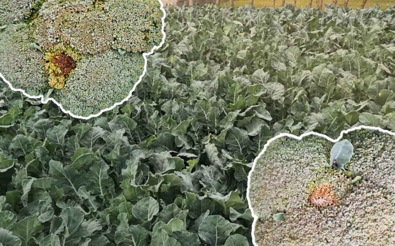 Bakteriozy i szara pleśń na plantacji brokułu jesiennego