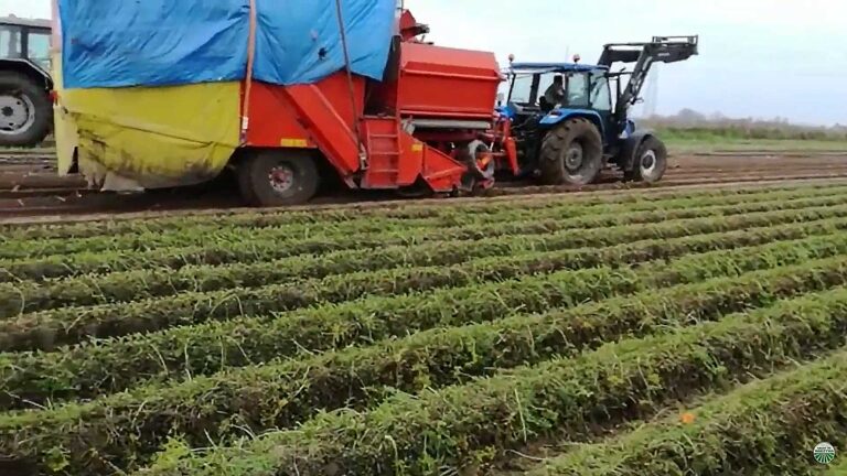 Oglądamy z bliska zbiór mechaniczny marchwi