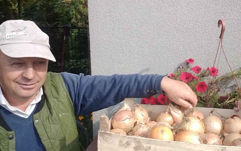 Podsumowanie eksperymentu z fertygacją cebuli