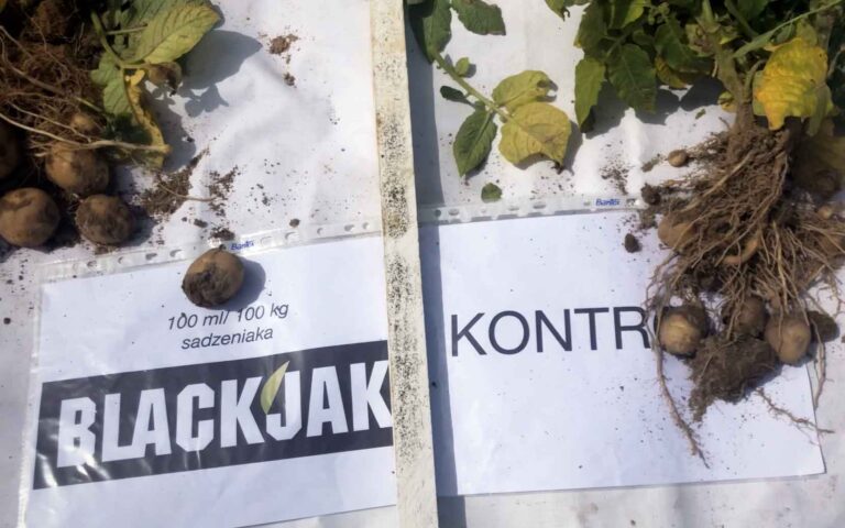 Ziemniak – zaprawianie sadzeniaków