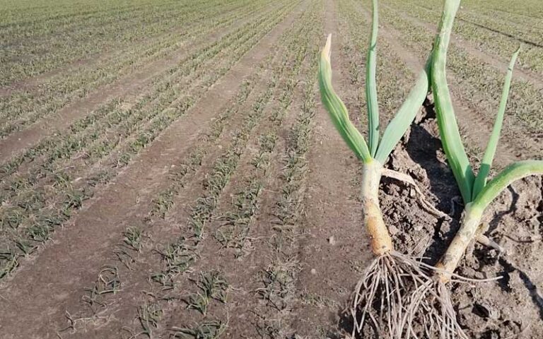 Plantacja cebuli po przezimowaniu