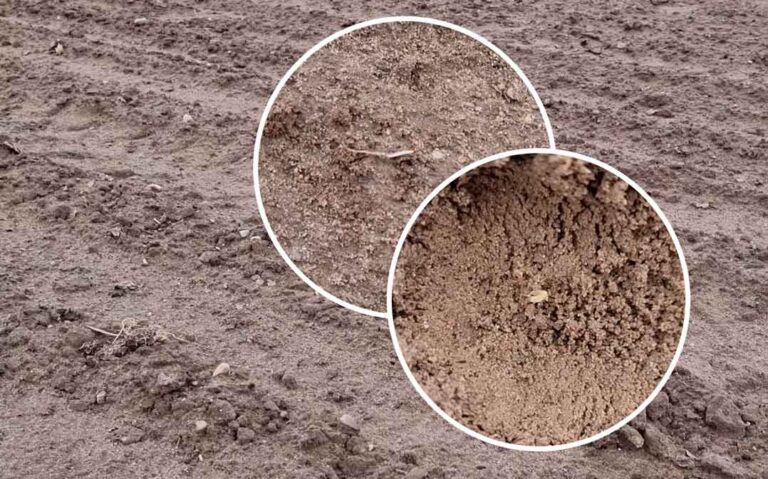 Coraz w więcej kiełków na plantacji cebuli z siewu wiosennego
