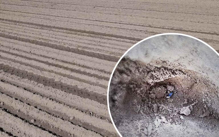 Początek kiełkowania u cebuli z siewu wiosennego