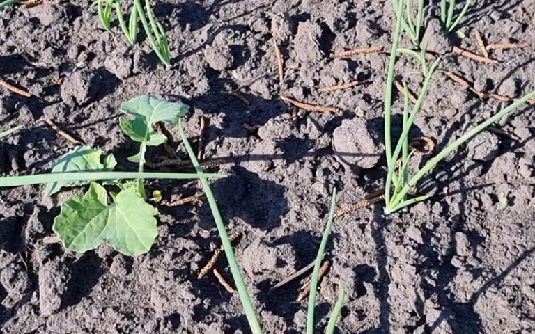 Chwasty wciąż obecne na polu cebuli z dymki