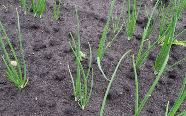Już po drugim nawożeniu azotem na plantacji cebuli z dymki