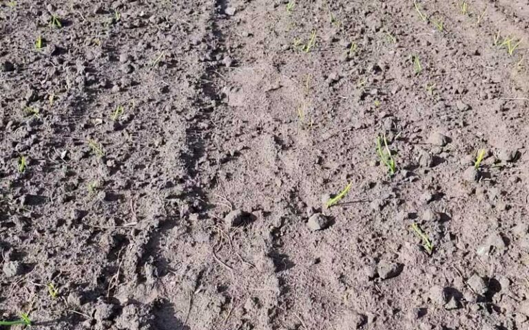 Plantacja cebuli z dymki jest w dobrej kondycji