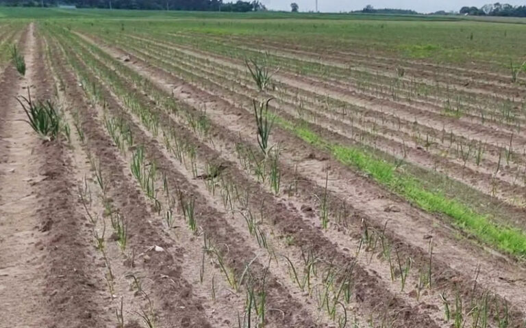 Zachwaszczenie skrzypem i duże stare cebule na plantacji cebuli z siewu