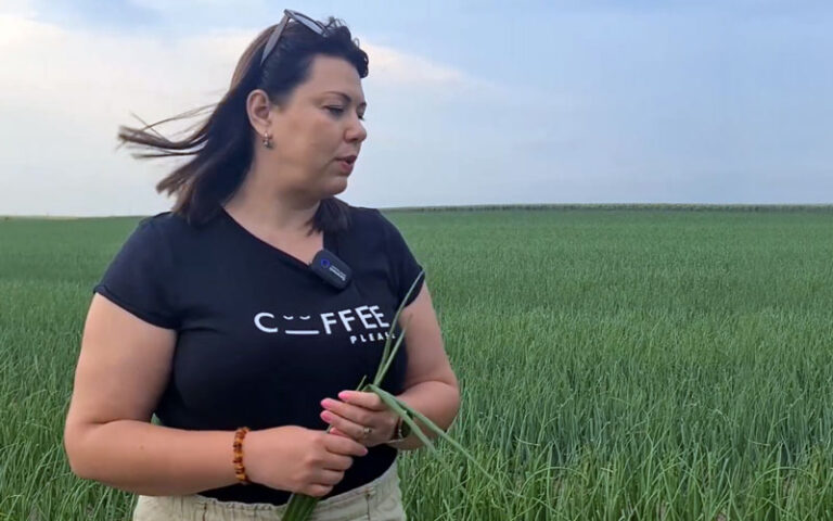 30% wyższy plon cebuli dzięki fertygacji