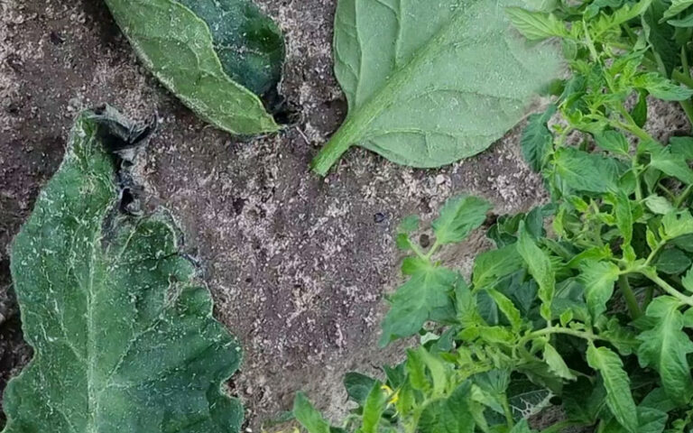 Co stosować na zarazę ziemniaka w pomidorze?