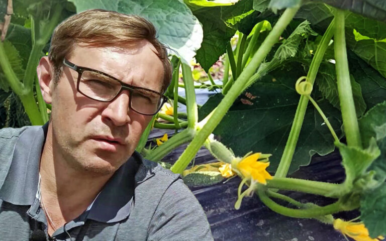 Jakiego plonu możemy się spodziewać na plantacji fertygowanego ogórka?