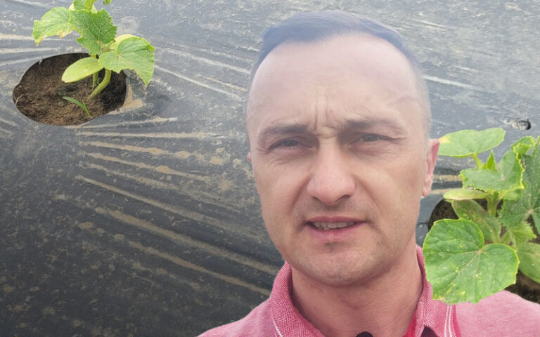 Nawożenie dolistne i fertygacja ogórka gruntowego