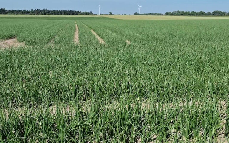Robi się sucho na plantacji cebuli z siewu – Piotr Borczyński
