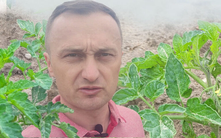 Uratowaliśmy pomidora po przemarznięciu