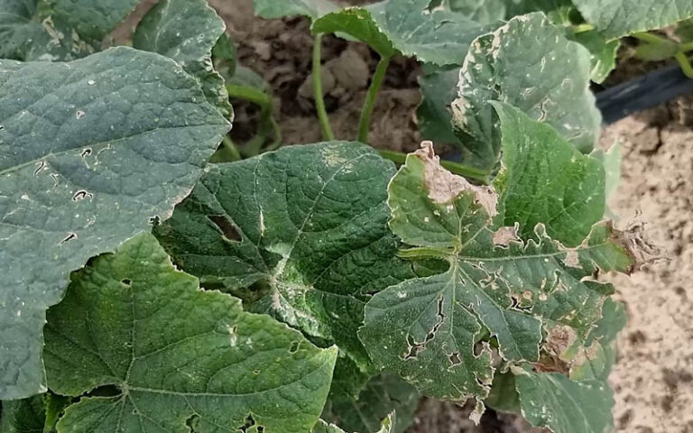 Ochrona ogórka przed zmienikiem lucernowcem w czasie zbiorów