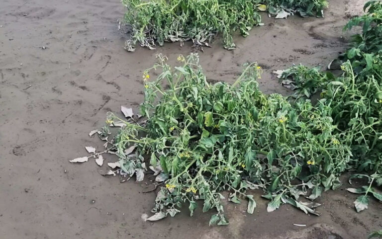 Plantacja pomidora po ulewnych deszczach