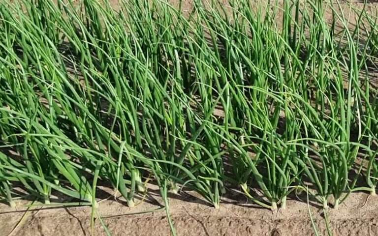 Szczypior przypalony słońcem na plantacji cebuli z siewu