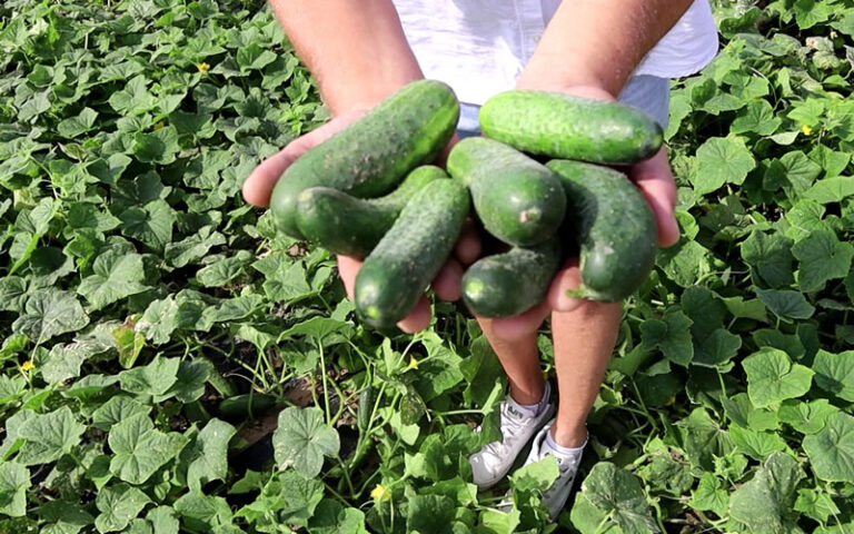 30 ton dziennie z 20 hektarów plantacji ogórka