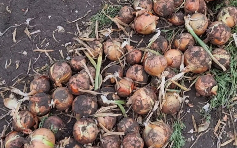 Cebula z dymki jest praktycznie wykopana